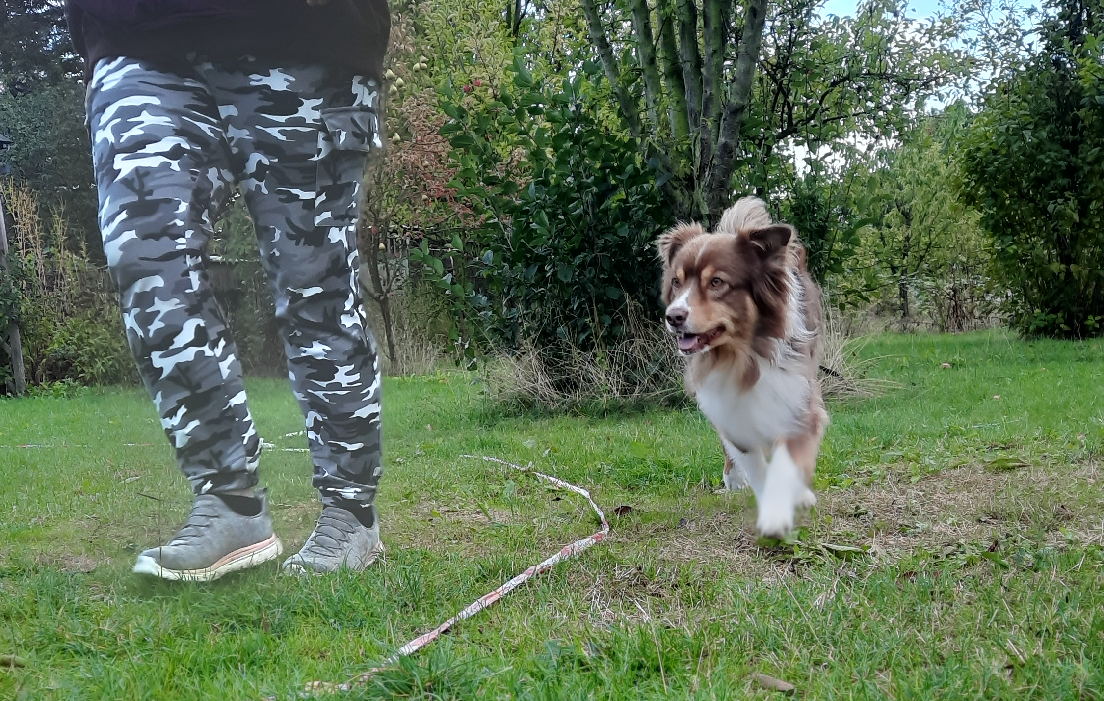longieren